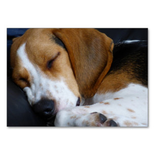 Beagle schlafen tischnummer