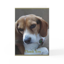 Beagle secouru "Sunny" Carte de remerciements