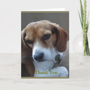 Beagle secouru "Sunny" Carte de remerciements