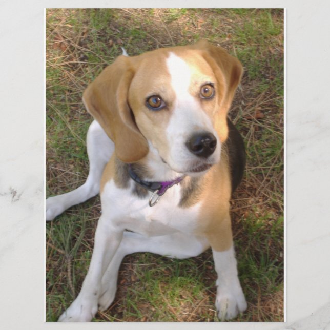 Beagle, Sitzung 2 (Vorderseite)