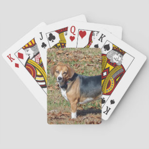 Beagle Spielkarten