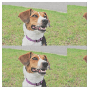 Beagle Stoff
