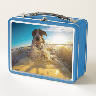 Beagle surfing metall brotdose