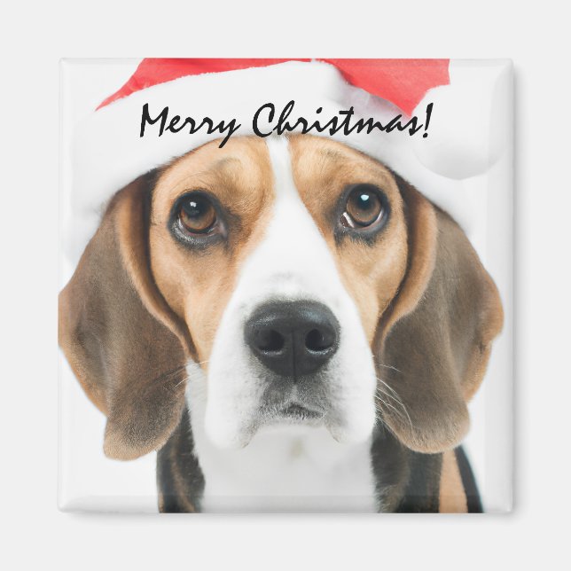 Beagle Weihnachten Magnet (Vorne)