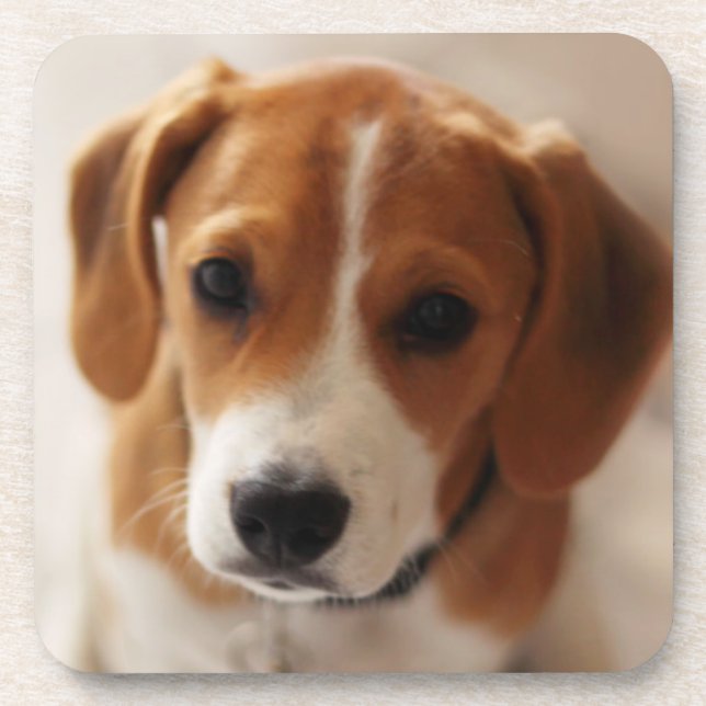 Beagle-Welpe 2 Getränkeuntersetzer (Vorderseite)