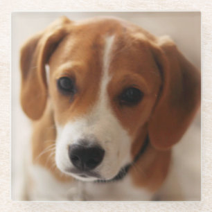 Beagle-Welpe 2 Glasuntersetzer