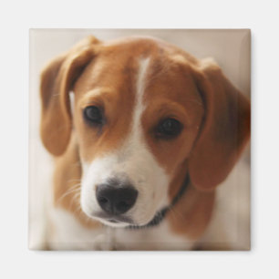 Beagle Welpe 2 Magnet