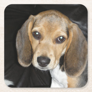 Beagle Welpe 2 Rechteckiger Pappuntersetzer