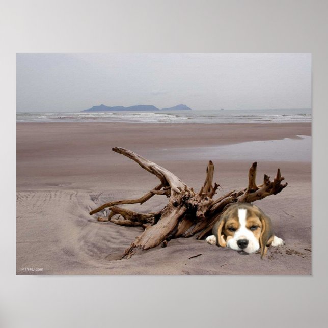 Beagle Welpe auf dem Strandposter Poster (Vorne)