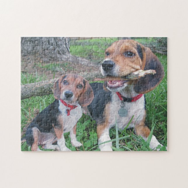 Beagle-Welpe, der das Kauen auf einem Stock (Horizontal)