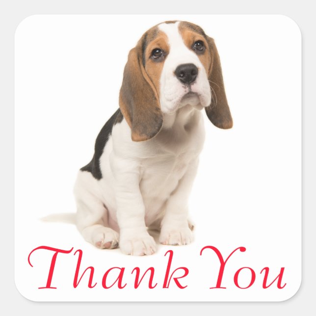 Beagle Welpe Dog Red Danke - Hochzeit Party Quadratischer Aufkleber (Vorderseite)