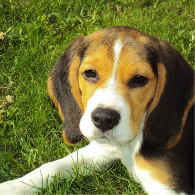 Beagle Welpe Fotoskulptur Schlüsselanhänger (Vorne)