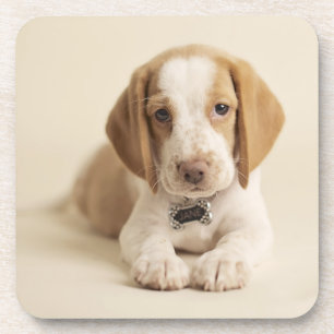Beagle-Welpe Getränkeuntersetzer
