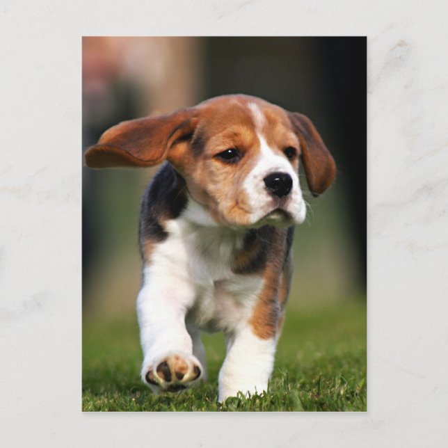 Beagle Welpe Liebe Postkarte (Vorderseite)