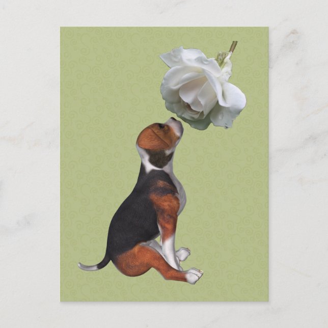 Beagle Welpe Niedliche Rose Postkarte (Vorderseite)