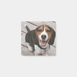 Beagle-Welpe-Sitzen Post-it Klebezettel