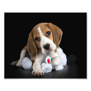 Beagle-Welpen-Foto Fotodruck