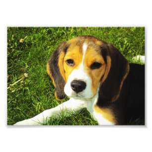 Beagle-Welpen-Foto Fotodruck