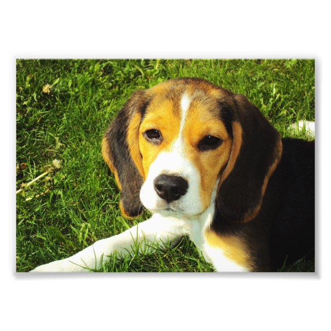 Beagle-Welpen-Foto Fotodruck (Vorne)