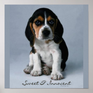 Beagle-Welpen-Foto Poster