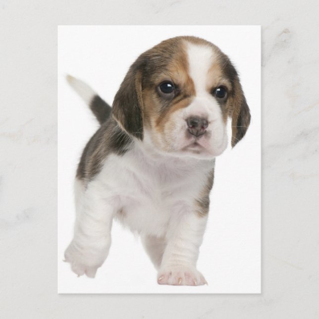 Beagle Welpen Hund Grußkarte Postkarte (Vorderseite)