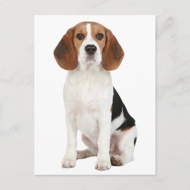 Beagle Welpen Hund Grußkarte Postkarte (Vorderseite)