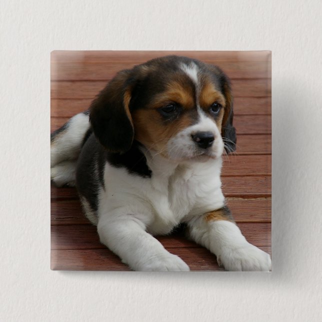 Beagle-Welpen-Hundequadrat-Button Button (Vorderseite)