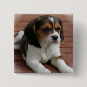 Beagle-Welpen-Hundequadrat-Button Button