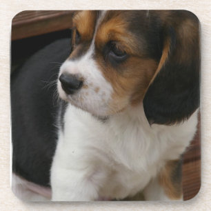 Beagle-Welpen-Korken-Untersetzer Untersetzer