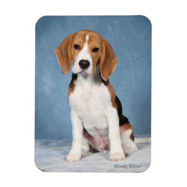Beagle Welpenmagnet Magnet (Vertikal)