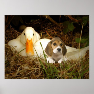 Beagle With Duck Poster