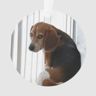 Beaglehaltung Ornament