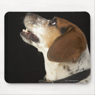 Beaglehund mit schwarzem Kragenprofil Mousepad