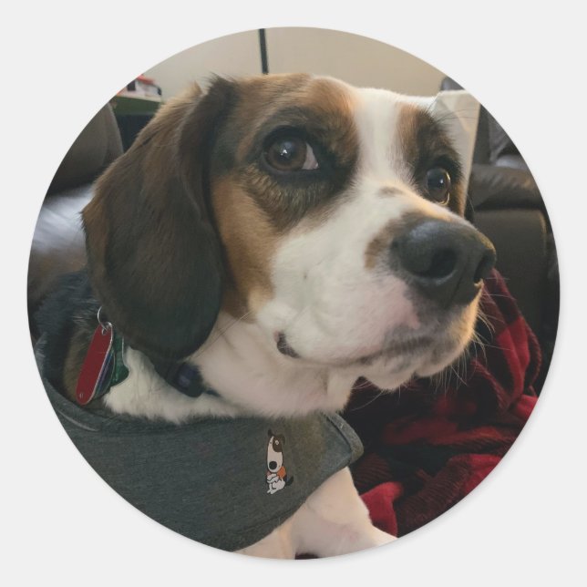 Beaglier- Beagle Bae Hund Aufkleber Bea Streaming  (Vorderseite)