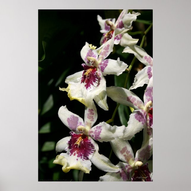 Beallara Orchid Art Poster -40x60 - andere Größen (Vorne)