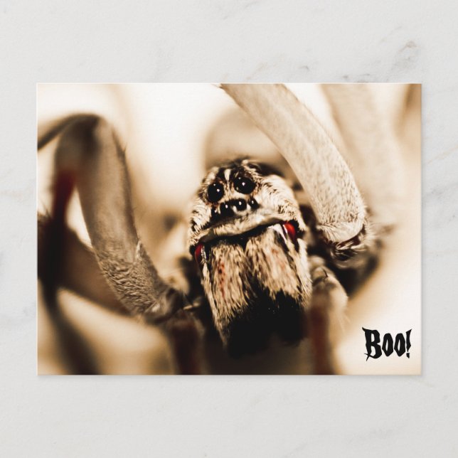 Beängstigend Wolf Spider Postkarte (Vorderseite)