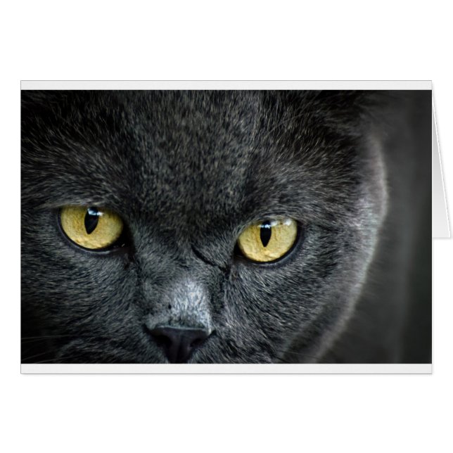 Beängstigende Augen der Katze (Vorderseite (Horizontal))