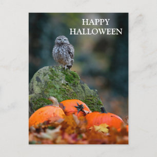 Beängstigende Halloween-Nacht mit den Hexenmeister Postkarte