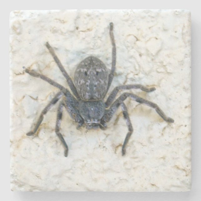 Beängstigende Huntsman Spider, Steinuntersetzer (Vorderseite)