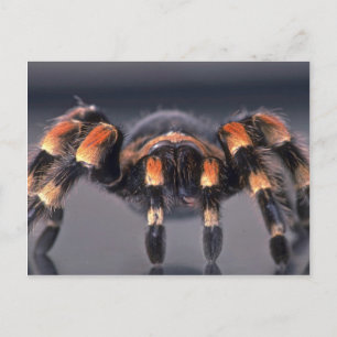 Beängstigende Tarantula Postkarte