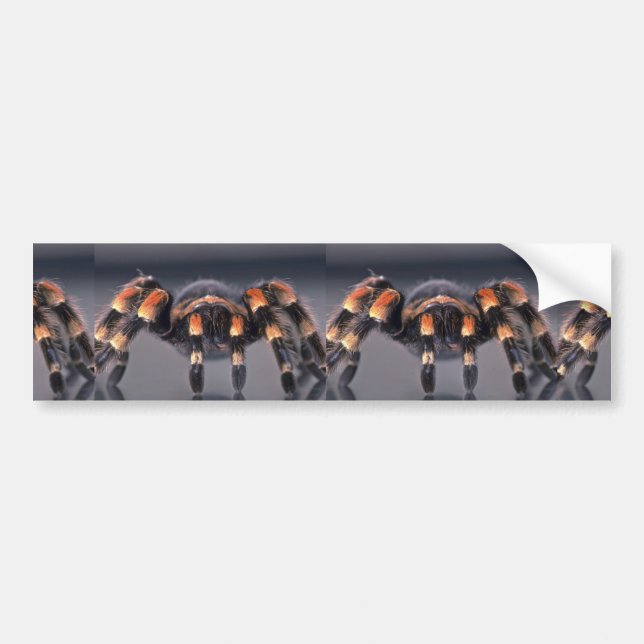 Beängstigende Tarantulaspinne Autoaufkleber (Vorne)