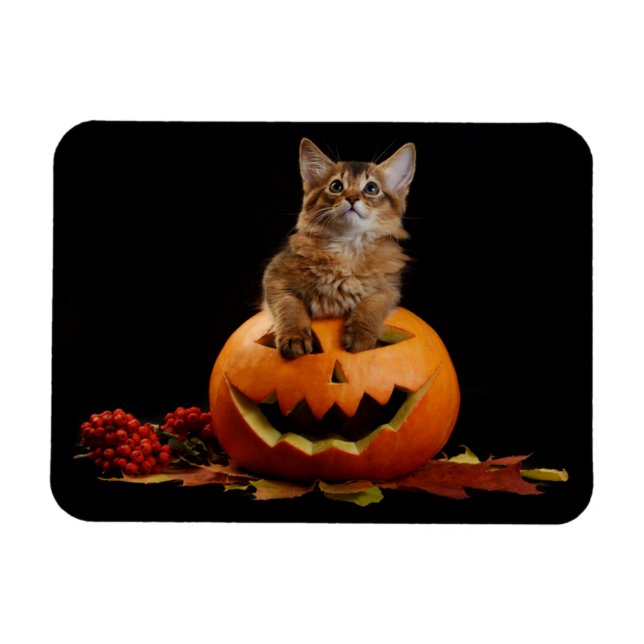 Beängstigender Halloween Pumpkin und Somali Kitten Magnet (Horizontal)