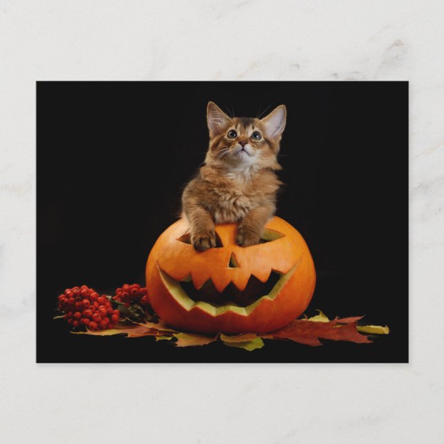 Beängstigender Halloween Pumpkin und Somali Kitten Postkarte (Vorderseite)