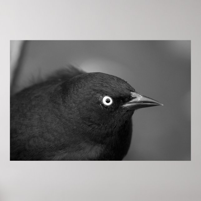 Beängstigender Hitchcock Poster (Vorne)