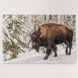 Beängstigendes Bison (Bison bison) - Buffalo - 101