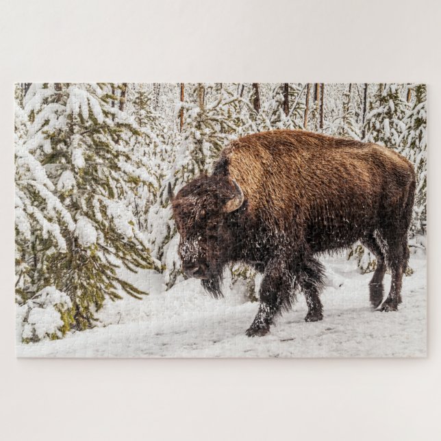 Beängstigendes Bison (Bison bison) - Buffalo - 101 (Horizontal)