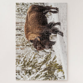 Beängstigendes Bison (Bison bison) - Buffalo - 101