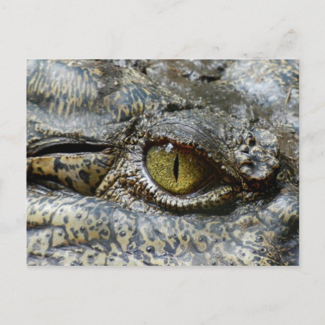 Beängstigendes gelbes Auge des Krokodils Postkarte (Vorderseite)
