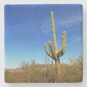 Bear Canyon - Saguaro-Kaktus, Untersetzer aus Stei