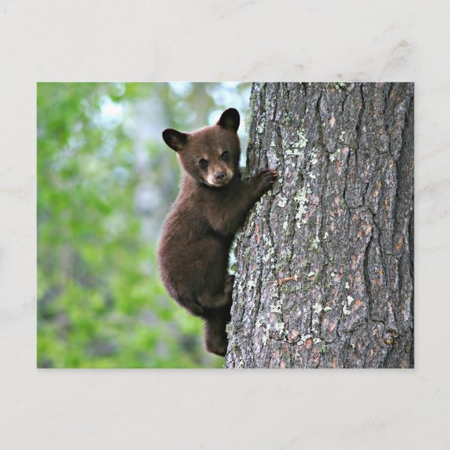 Bear Club Postkarte (Vorderseite)